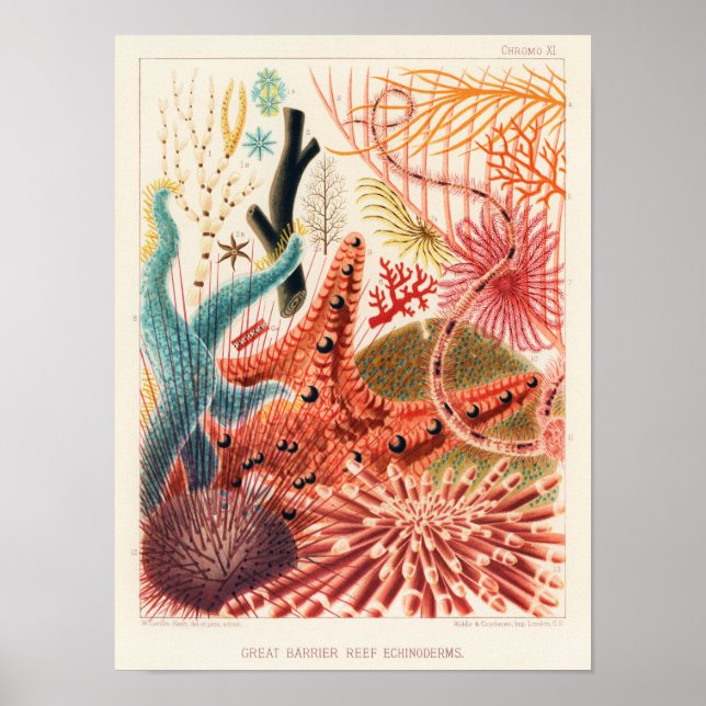 Vintage Great Barrier Reef Australia Echinoderms Poster (Front)
