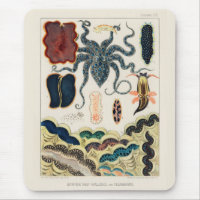Vintage Great Barrier Reef Molluscs and Planarians