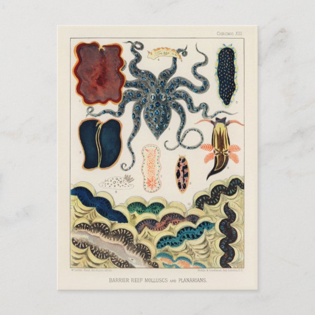 Vintage Great Barrier Reef Molluscs and Planarians Postcard (Front)