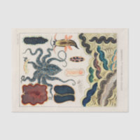 Vintage Great Barrier Reef Molluscs and Planarians
