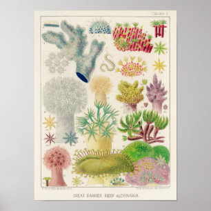 Vintage Great Barrier Reef of Australia Alcyonaria Poster