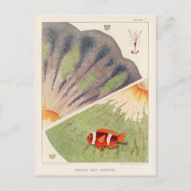 Vintage Great Barrier Reef of Australia Anemones Postcard (Front)