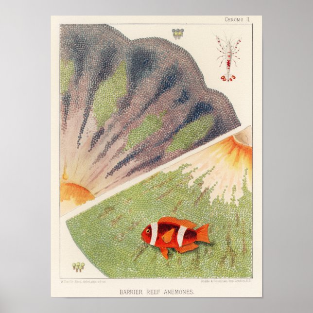 Vintage Great Barrier Reef of Australia Anemones Poster (Front)