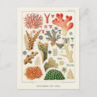 Vintage Great Barrier Reef of Australia Corals