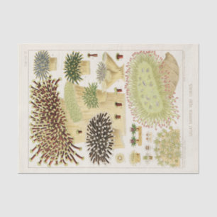 Vintage Great Barrier Reef of Australia Corals Tissue Paper