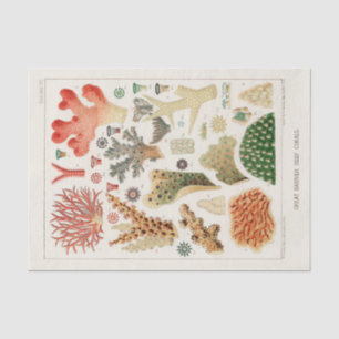 Vintage Great Barrier Reef of Australia Corals Tissue Paper
