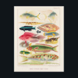 Vintage Great Barrier Reef of Australia Fishes Postcard<br><div class="desc">Great Barrier Reef Fishes from The Great Barrier Reef of Australia (1893) by William Saville-Kent (1845-1908).</div>