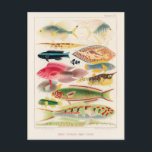 Vintage Great Barrier Reef of Australia Fishes Postcard<br><div class="desc">Great Barrier Reef Fishes from The Great Barrier Reef of Australia (1893) by William Saville-Kent (1845-1908).</div>