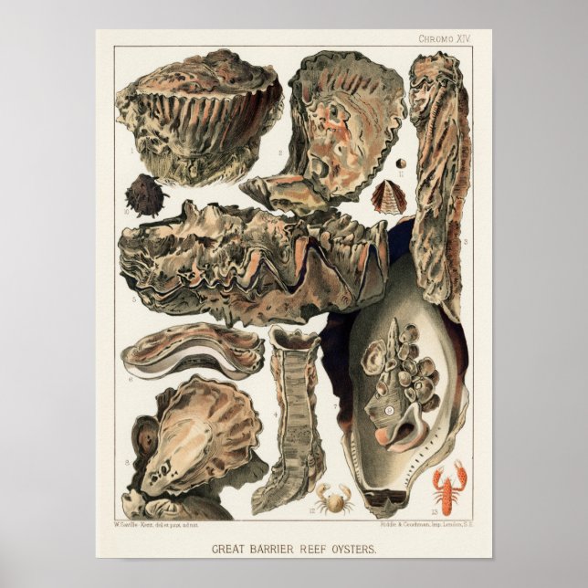 Vintage Great Barrier Reef of Australia Oysters Poster (Front)