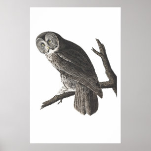 Vintage Great Cinerous Owl illustration print