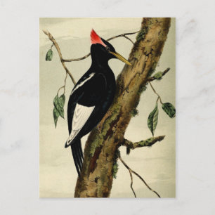 Vintage Great Crested Woodpecker Postcard