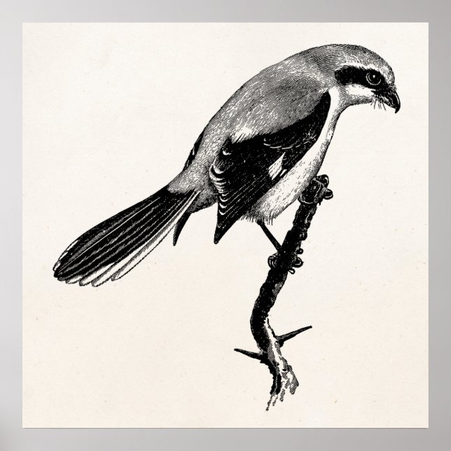 Vintage Great Grey Shrike Bird Illustration Poster (Front)