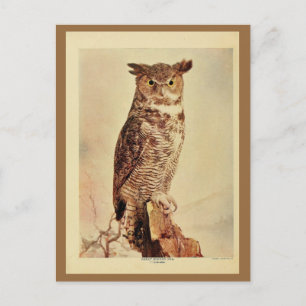 Vintage great horned owl colour litho photo postcard