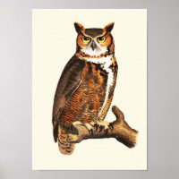Vintage great horned owl drawing