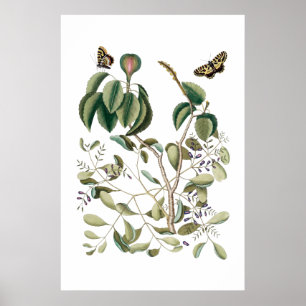 vintage green botanical poster