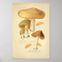 Vintage Green Brown Mushrooms Art Print French