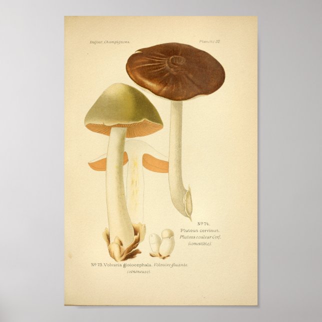 Vintage Green Brown Mushrooms Art Print French (Front)