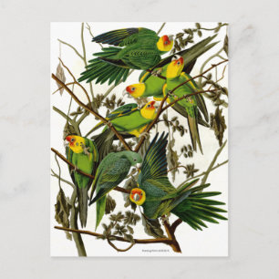 Vintage Green Parakeets Parrots Postcard
