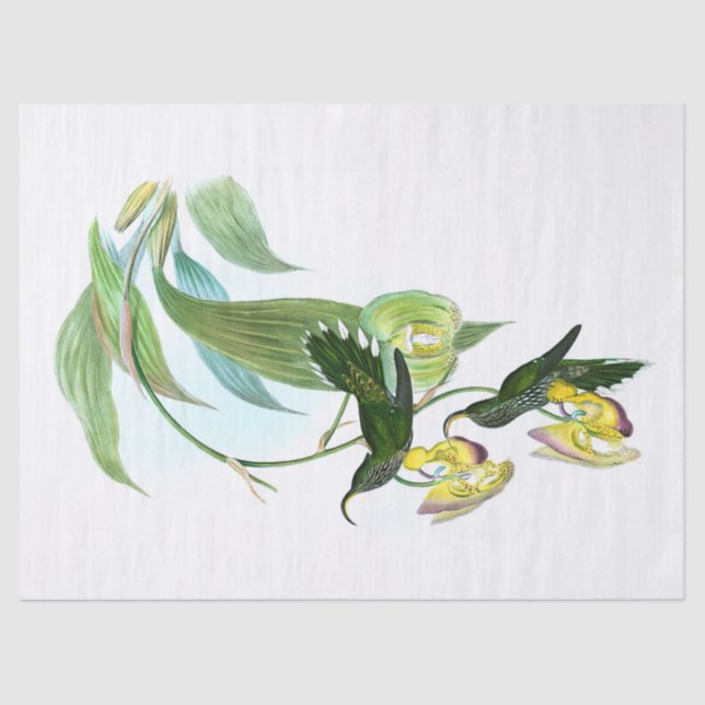 Vintage Green Sickle Bill Hummingbird Decoupage Tissue Paper (Front)