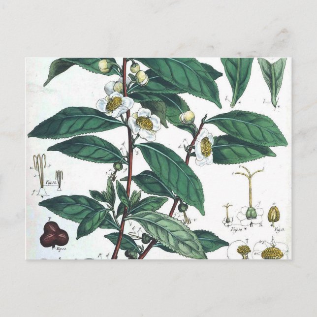Vintage Green Tea Botanical Print Postcard (Front)