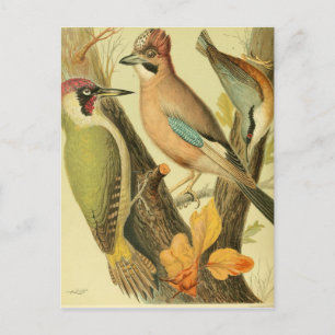 Vintage green woodpecker postcard