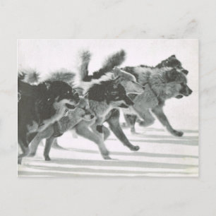 Vintage Greenland, dog team in the snow Postcard
