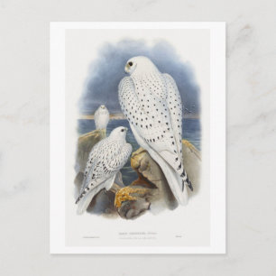 Vintage Greenland Falcon Illustration Postcard