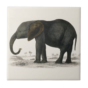 Vintage Grey Elephant (1848) by Oliver Goldsmith Tile