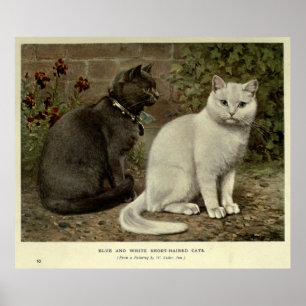 Vintage Grey & White Short-Haired Cat Painting Poster