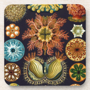 Vintage Haeckel Coaster