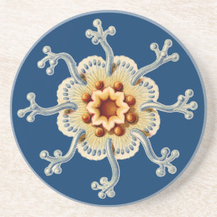 Vintage Haeckel Coaster