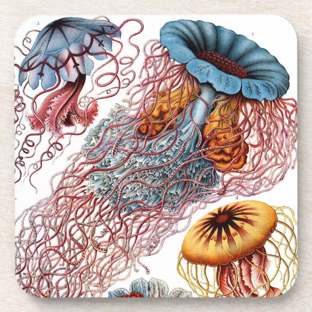 Vintage Haeckel Coaster (Front)