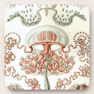 Vintage Haeckel Coaster