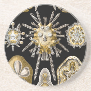 Vintage Haeckel Coaster