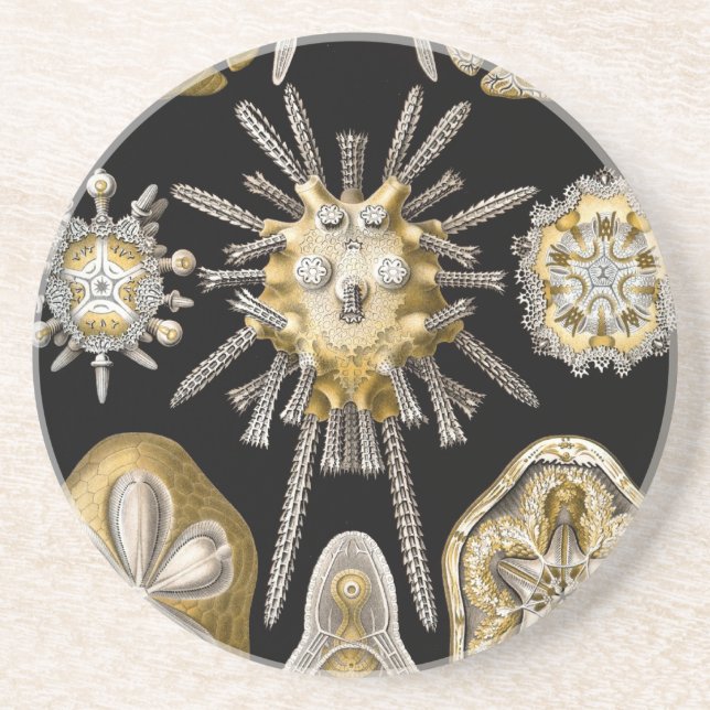 Vintage Haeckel Coaster (Front)