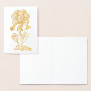 Vintage Haeckel Foil Card