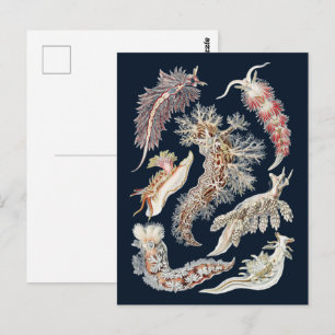 Vintage Haeckel Nudibranch Ocean Art Postcard
