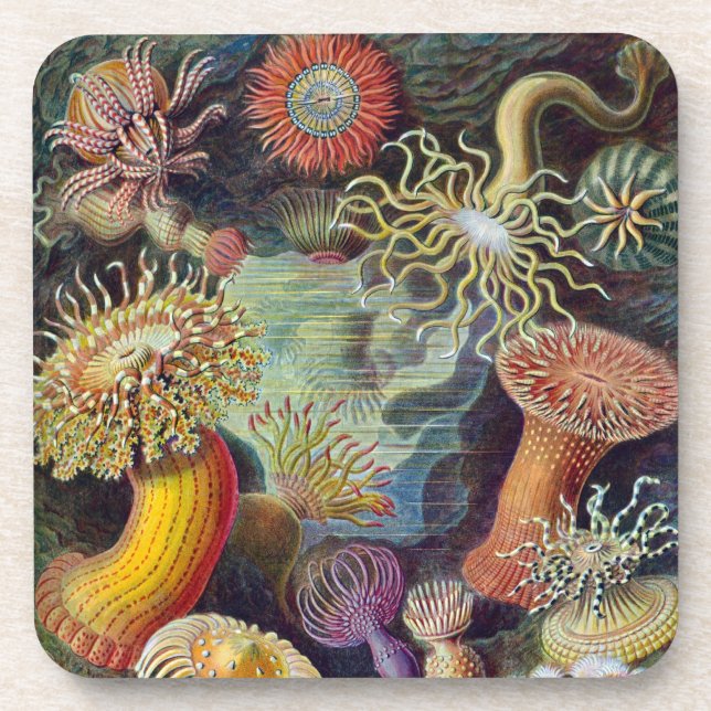 Vintage Haeckel Sea Anemone Coaster (Front)