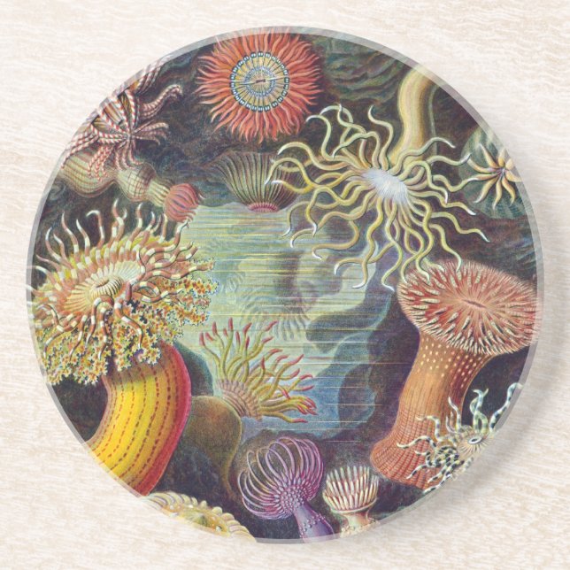 Vintage Haeckel Sea Anemone Coaster (Front)