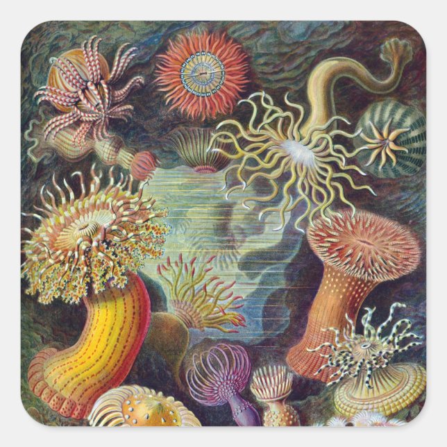 Vintage Haeckel Sea Anemone Square Sticker (Front)