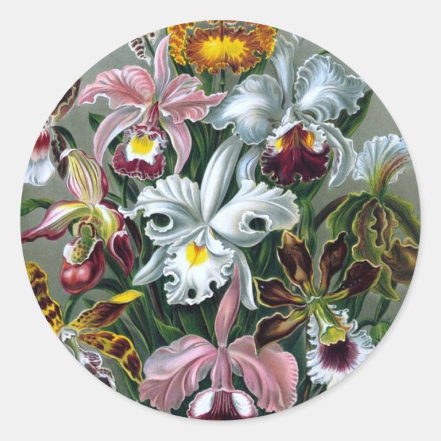 Vintage Haekel Botanical Sticker (Front)
