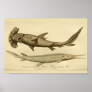 Vintage Hammer Head Shark Natural History Print