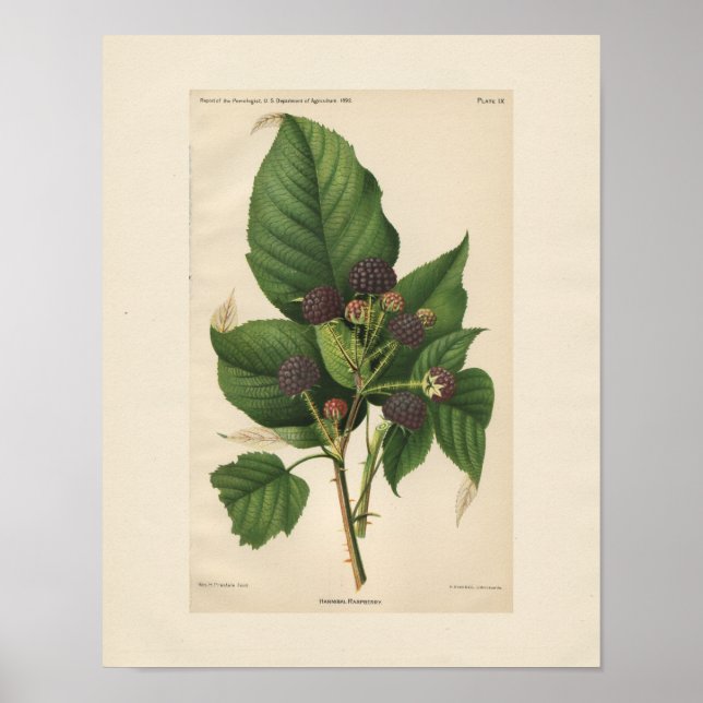 Vintage Hannibal Raspberry Print (Front)