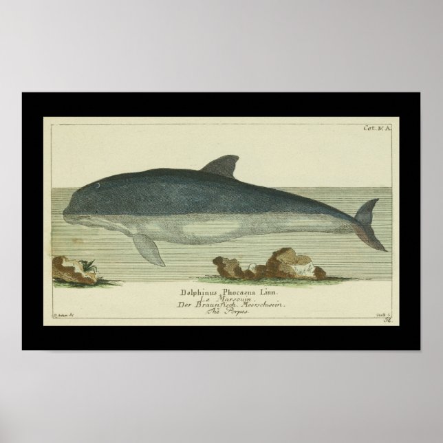 Vintage Harbour Porpoise Print (Front)