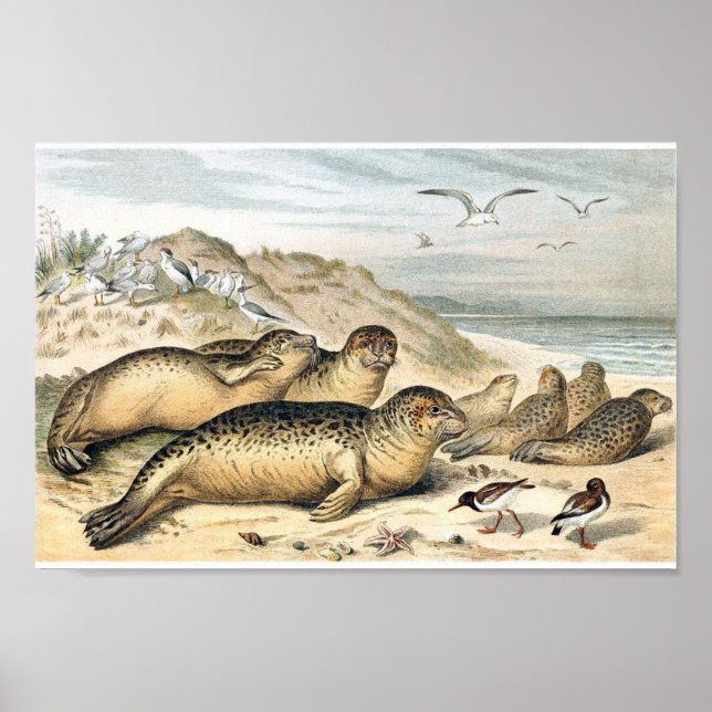 Vintage Harbour Seals Illustration Poster (Front)