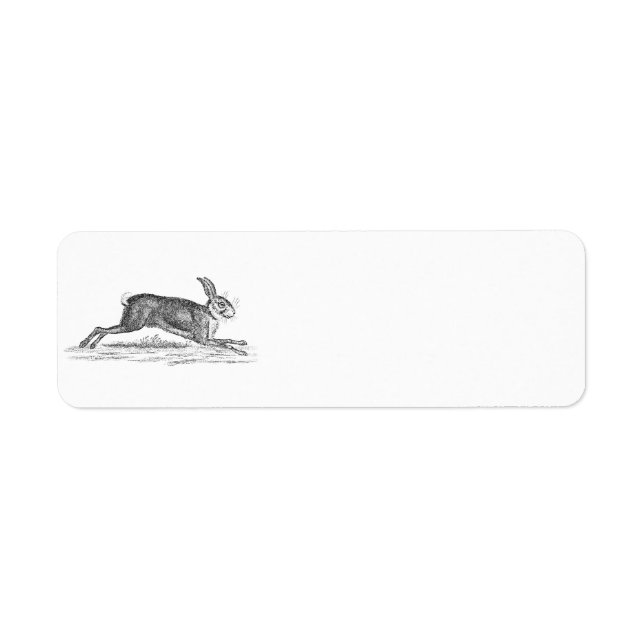 Vintage Hare Bunny Rabbit 1800s Illustration (Front)