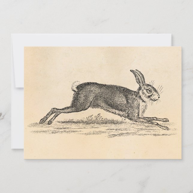 Vintage Hare Bunny Rabbit 1800s Illustration (Front)
