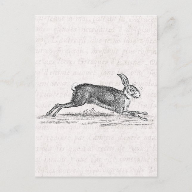 Vintage Hare Bunny Rabbit 1800s Illustration Postcard (Front)
