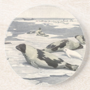 Vintage Harp Seals in Arctic Snow by Louis Fuertes Coaster