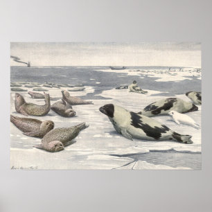 Vintage Harp Seals in Arctic Snow by Louis Fuertes Poster